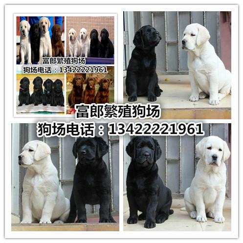 广州哪里有卖拉布拉多犬 广州哪里有狗场 广州哪里有卖宠物狗