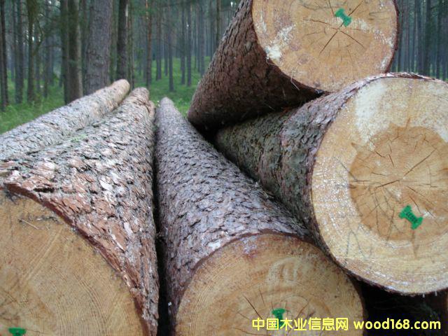 供应欧洲松木原木进口报关图片