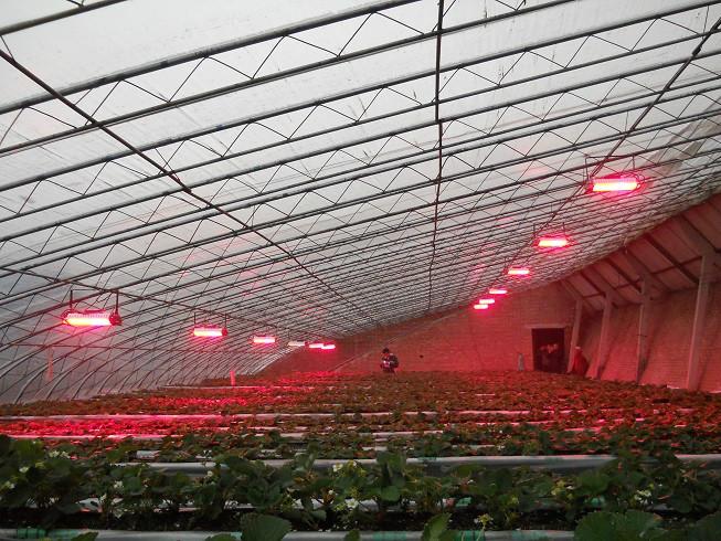 植物工厂育苗生长灯批发