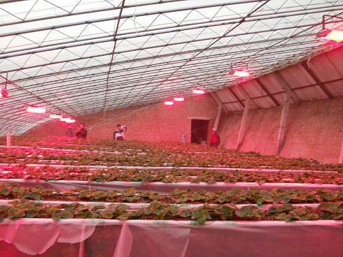 供应北京补光灯对植物的作用 水果生长灯试验结果补光生长灯