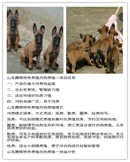 济宁市河北什么地方有训练马犬的厂家
