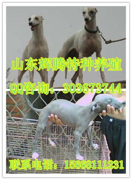 济宁市什么地方有卖猎兔犬的厂家供应什么地方有卖猎兔犬的