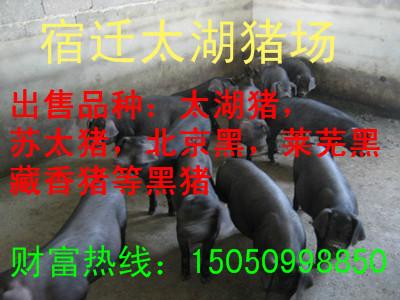 供应纯种北京黑猪仔猪种猪15050998850