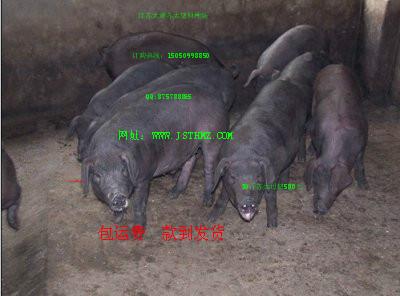 供应苏太母猪多少钱  苏太猪原种场