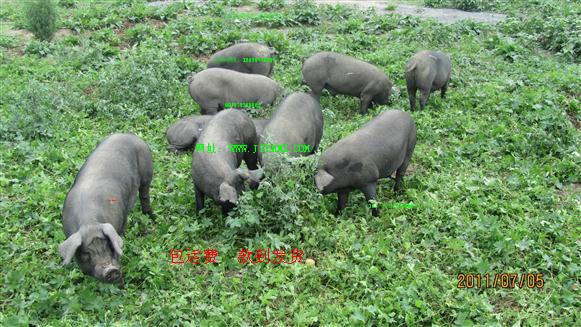 供应太湖母猪报价 太湖母猪价格 江苏太湖母猪养殖