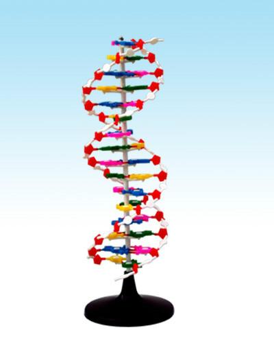 供应DNA双螺旋结构模型 DNA双螺旋结构模型  生物园