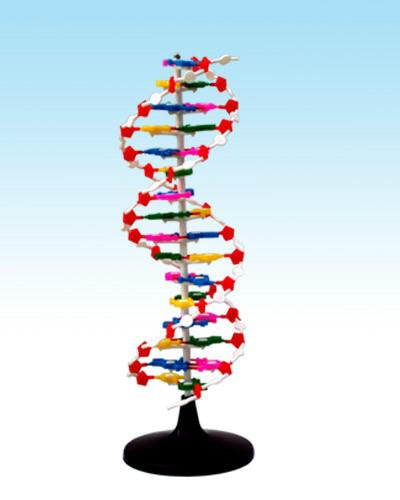 供应dna双螺旋结构模型