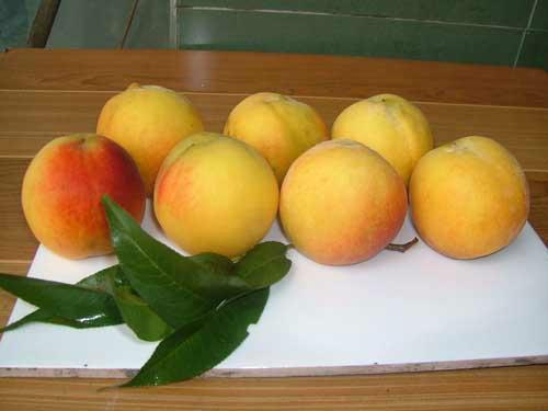 西杨果品19黄桃19黄桃原料