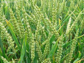 供应小麦与夏玉米和大米