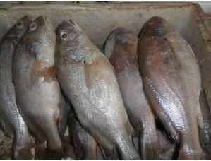 供应冷冻金线鱼-金线鱼批发厂家-冷冻秋刀鱼价格-水产品供应