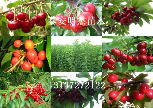 红颜草莓苗图片