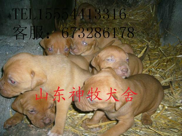 供应广东比特犬养殖，比特犬训练，比特犬价格