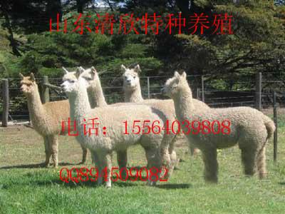 菏泽市羊驼养殖羊驼价格厂家供应羊驼养殖羊驼价格