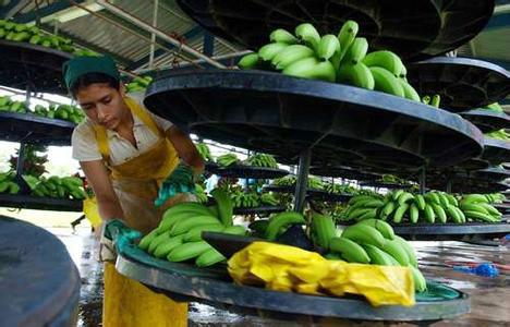 哥斯达黎加香蕉批发