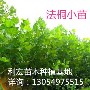 低价处理法桐扦插棒价格河北邯郸法桐种植技术图片