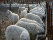 供应小尾寒羊口炎治疗，山东小尾寒羊批发商，山东小尾寒羊养殖