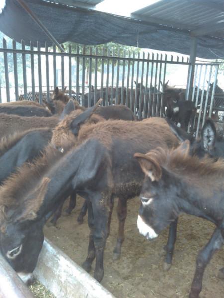 供应肉驴秋季常见病防治，山东肉驴养殖，山东肉驴批发商图片