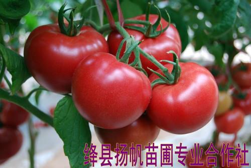 供应现货出售西红柿/番茄