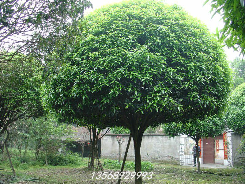 成都市成都温江18--20公分大桂花树出售厂家