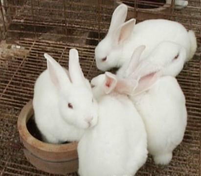 供应美系獭兔养殖技术 美系獭兔种兔 养殖前景 美系獭兔兔笼图片