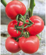 供应进口番茄种子番茄种子价格