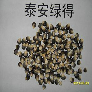 黑玉米生产供应  黑玉米批发市场  黑玉米厂商