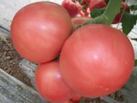 粉果西红柿种子番茄种子价格批发