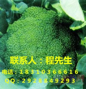 供应绿秀西兰花种子青花菜种子西兰花种子价格图片