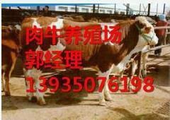 供应哪里出售小公牛小母牛，山西养牛场，小公牛价格，小母牛价格