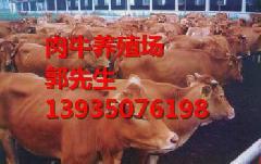 忻州市山西肉牛养殖厂厂家