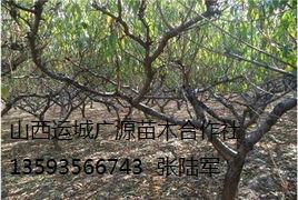 供应桃树出售、6、7、8公分桃树大量供应