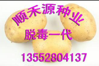 供应荷兰15号秋播马铃薯种薯 早熟土豆种子供应