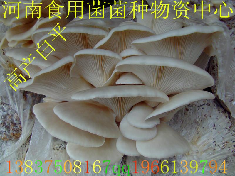 食用菌平菇菌种高产白平批发