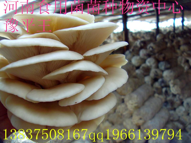 供应食用菌平菇豫丰王菌种 一级菌种 试管母种 颗粒母种 平菇菌种