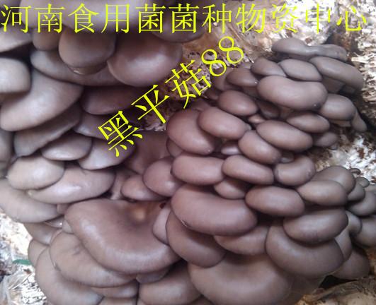 供应食用菌平菇菌种——黑平88一级母种食用菌平菇菌种黑平88母种