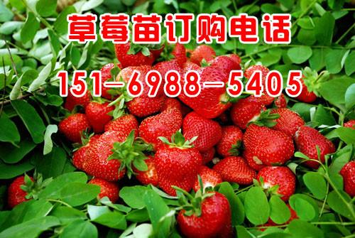 供应优质草莓苗批发价格，泰安优质草莓苗批发价格，泰安聚信苗木