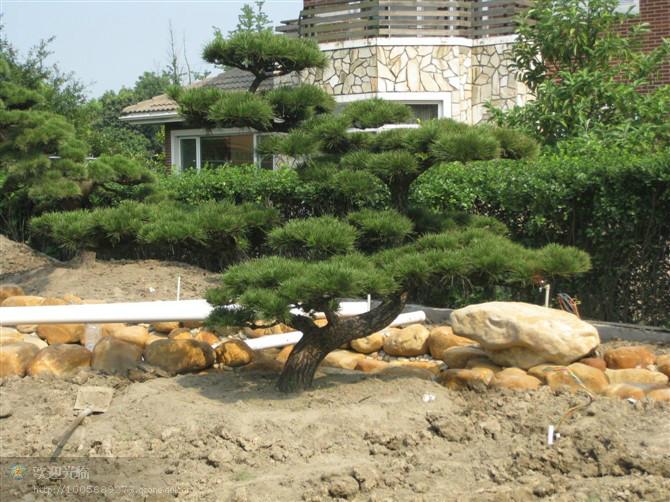 供应绿化工程—承接上海园林景观工程—上海城市园林绿化工程施工