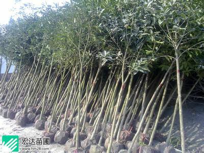 柳州市木棉苗批发价厂家