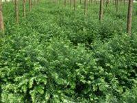 南方红豆杉小苗供应、一年生红豆杉苗、20至80公分高红豆杉小苗