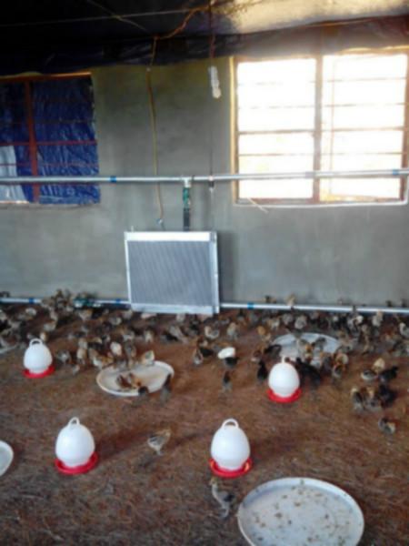 振华养鸡专用锅炉+鸡舍供暖设备我们最专业
