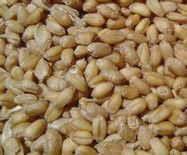 供应出口级小麦蛋白粉饲料添加剂