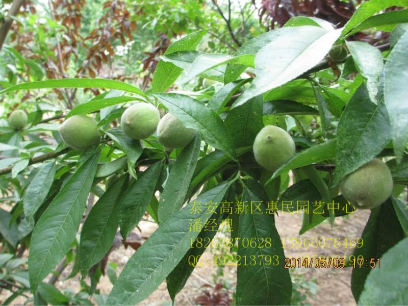 供应山东桃树苗批发价格 0.6-3公分原生、嫁接桃树苗种植基地