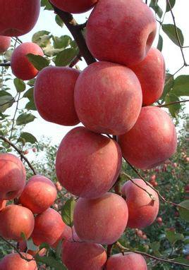 供应山东富士苹果苗，苹果苗价钱，苹果苗批发价格