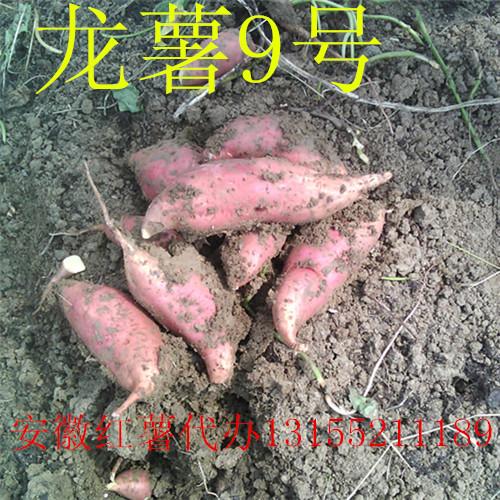 供应安徽红薯/红薯基地/红薯地瓜代办