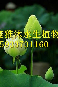 供应用于观赏的盆栽荷花北京销售商