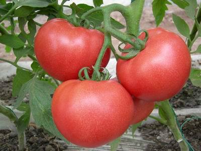 供应荷宝-番茄种子，荷兰番茄种子，粉果番茄种子
