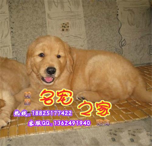 广州哪里有卖纯种金毛幼犬批发