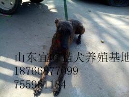 供应沧州惠比特犬养殖场，沧州惠比特犬养殖场直销价格，沧州惠比特犬价格