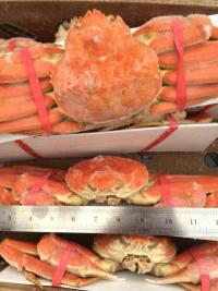 供应批发3kg/件加拿大雪蟹