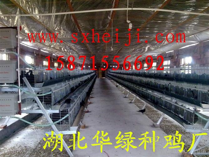 鸡苗厂家批发，品种多，质量佳，湖北华绿禽业图片
